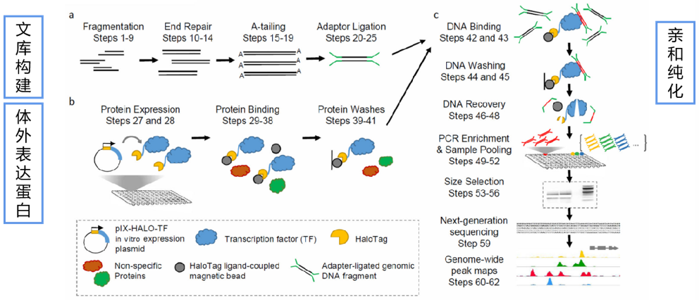 DAP-seq.png