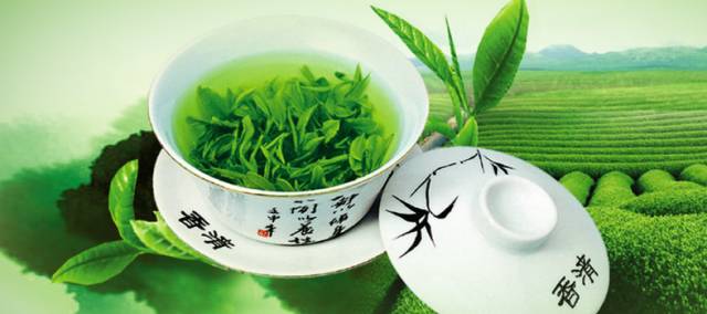 无锡第一波明前茶滨湖开采 红沙湾百亩茶园美若画卷