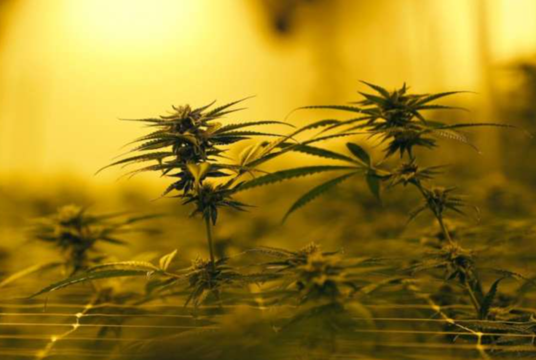 大麻被泰国政府视为植物黄金 全国都在 大麻商品化 大麻味试damawish Com