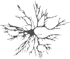 以電鏡視角切入神經(jīng)科學(xué)的跨尺度研究（二）：疼痛/阿片類藥物及相關(guān)疾病