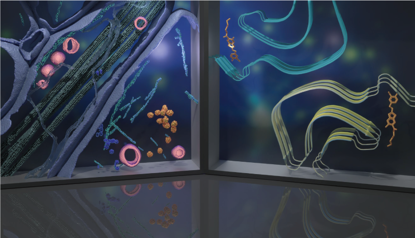 以電鏡視角切入神經(jīng)科學(xué)的跨尺度研究（二）：疼痛/阿片類藥物及相關(guān)疾病