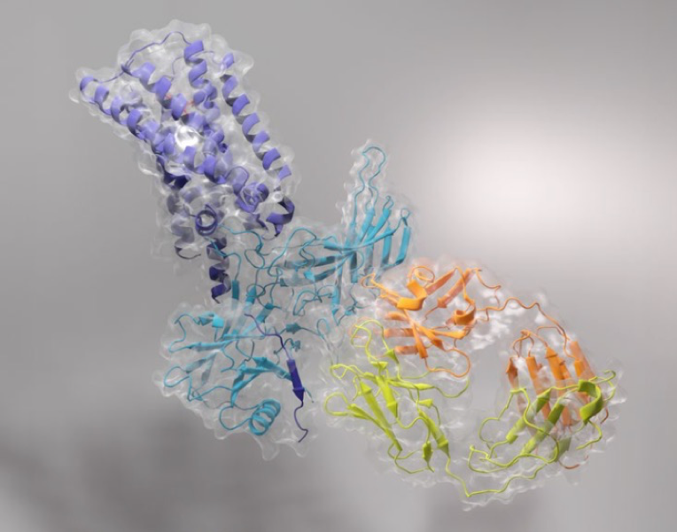 以電鏡視角切入神經(jīng)科學(xué)的跨尺度研究（二）：疼痛/阿片類藥物及相關(guān)疾病