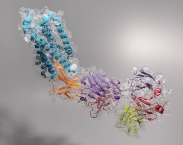 以電鏡視角切入神經(jīng)科學(xué)的跨尺度研究（二）：疼痛/阿片類藥物及相關(guān)疾病