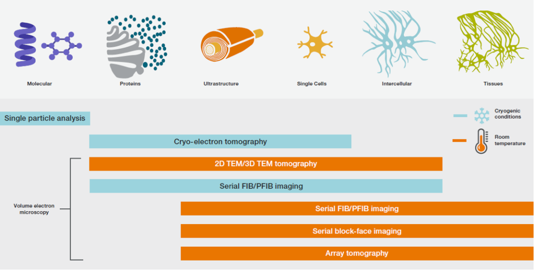 以電鏡視角切入神經(jīng)科學(xué)的跨尺度研究（二）：疼痛/阿片類藥物及相關(guān)疾病