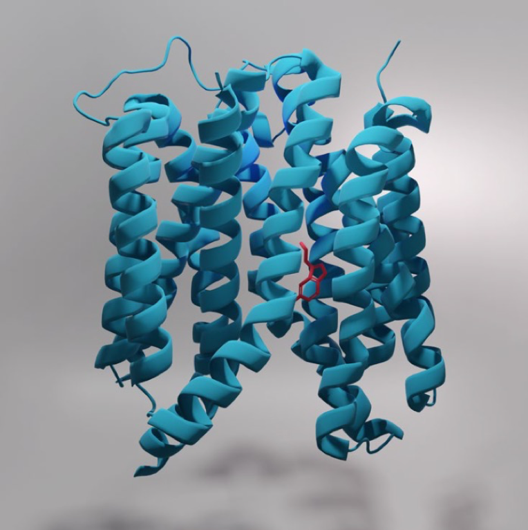 以電鏡視角切入神經(jīng)科學(xué)的跨尺度研究（二）：疼痛/阿片類藥物及相關(guān)疾病