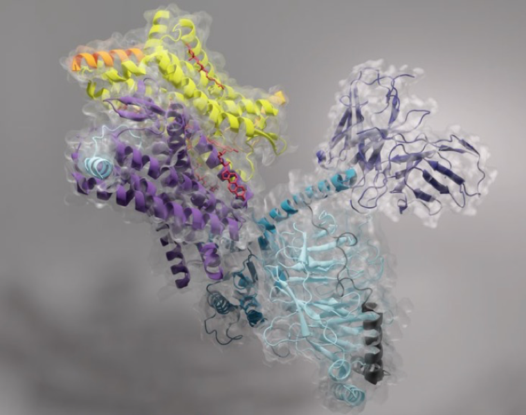 以電鏡視角切入神經(jīng)科學(xué)的跨尺度研究（二）：疼痛/阿片類藥物及相關(guān)疾病