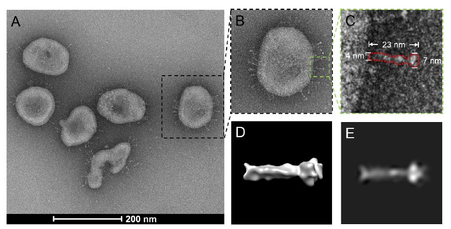 重磅全球首次南方科技大学等多单位合作首次揭示新冠病毒整体结构