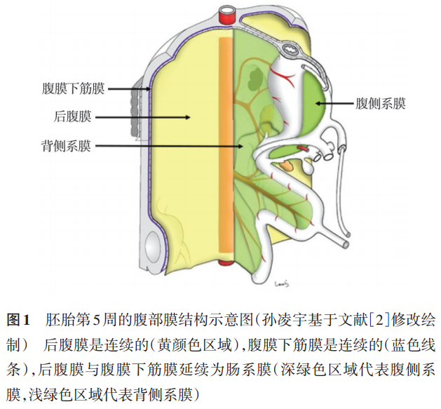 ET在什么手术【专题论坛】胃肠肿瘤膜解剖手术的整体观-上海聚慕医疗器械有限公司