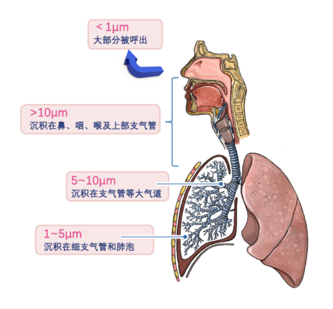 医用口含雾化器怎么用“安全便捷”还是“白费功夫”？学会这些让你居家雾化更有效_https://www.jmylbn.com_新闻资讯_第4张