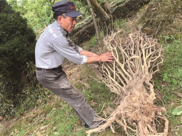 碧螺春产地在哪个省份 原产地老茶树砍挖大半，千年名茶前景堪忧——洞庭山碧螺春，不能挖没了“根”