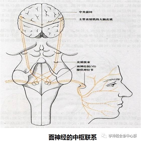 饶志仁教授:手把手教你神经系统疾病定位诊断学