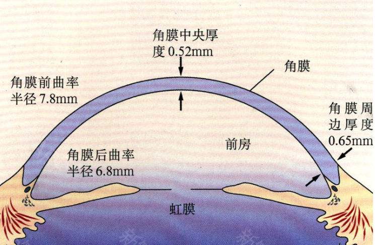 怎么测角膜直径【原创】生物测量参数︱屈光参数的详解_https://www.jmylbn.com_新闻资讯_第8张