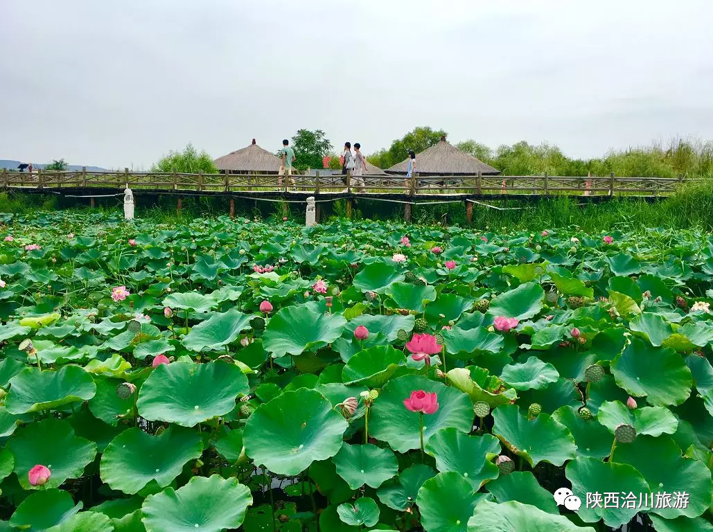 5.19洽川湿地等你来撒欢~_合阳文化旅游网