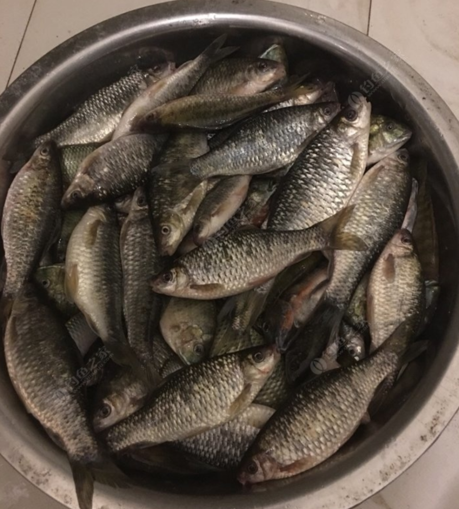 四,鲜美好吃石鲮鱼肉质坚硬,味道鲜美可口,营养价值很高,蛋白质