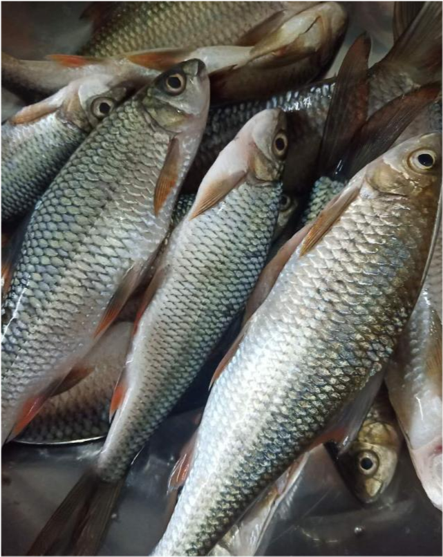 佳钓尼渔具,这种"会冲浪的鱼",让人钓一次就迷上,可惜钓过的人不多...