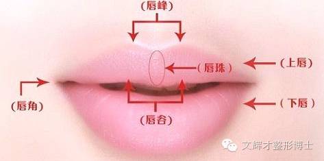 常见面部黄金比例