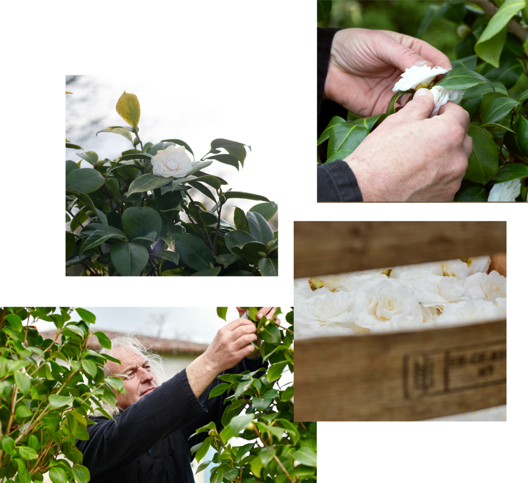 香奈儿女士为什么偏爱山茶花 柠檬资讯