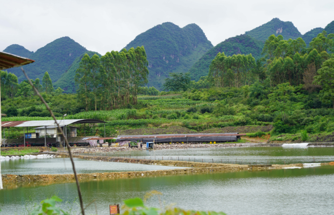 鱼呀～鸭呀～一天到晚一起游 - 更多头条 - 广西来宾忻城县人民政府