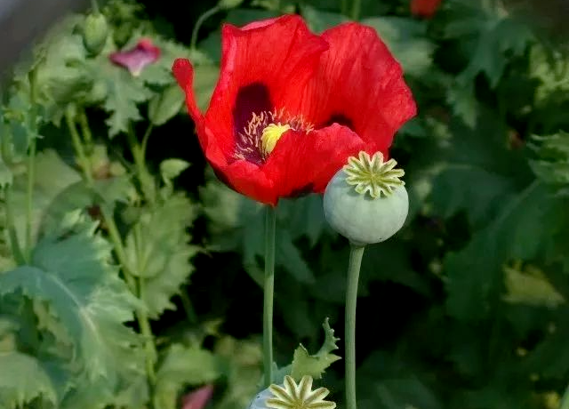 栖霞市政府通知公告 禁种铲毒 罂粟 不能碰触的美丽