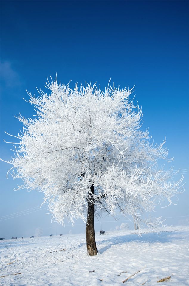 看霧凇、打雪仗、去冰釣……是時候囤一場關於雪的旅行了！ 旅行 第5張