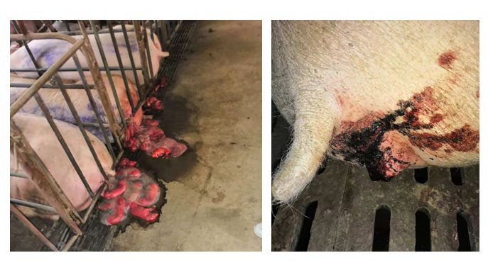 非洲猪瘟基础知识