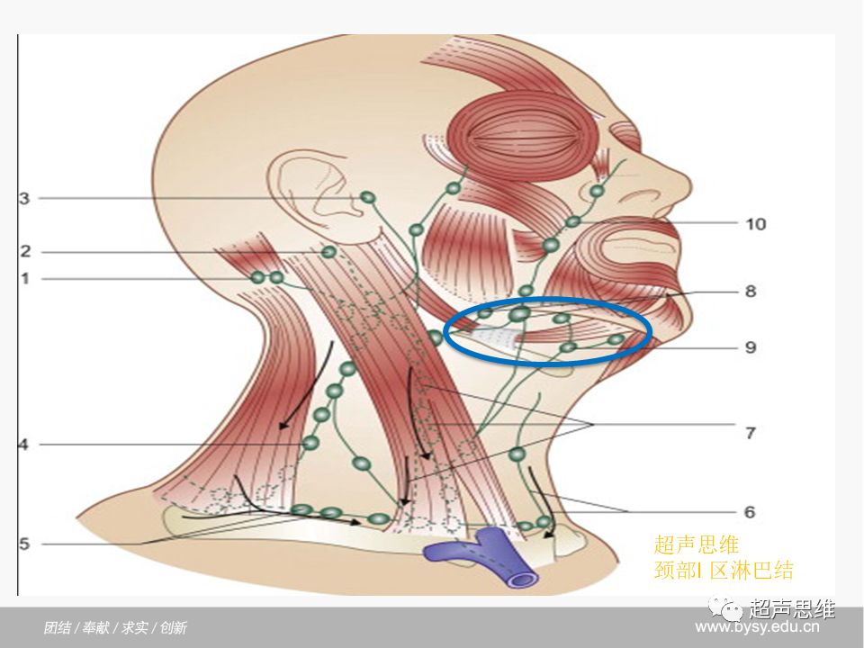 颈部ia Ib区淋巴结 颈部淋巴结分区的神秘一族 超声思维 微信公众号文章阅读 Wemp