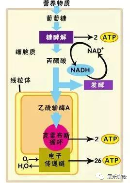 氧气怎么吸人活一口气，吸吸更年轻——高压氧在抗衰老方面的新方法_https://www.jmylbn.com_新闻资讯_第7张