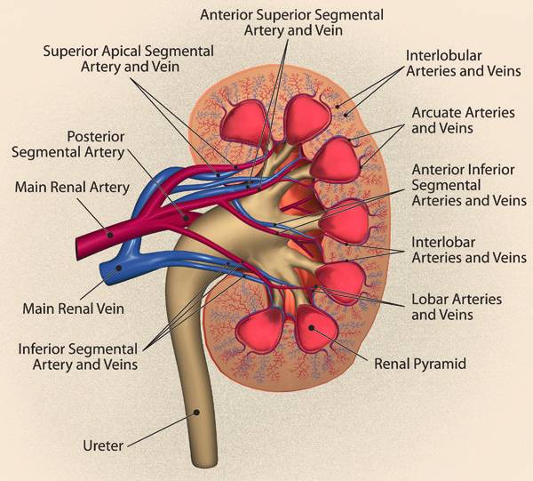 史上最全的肾血管病变影像学表现,您值得收藏!