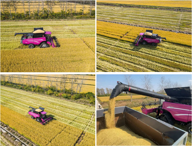 据介绍,海丰农场的稻田大部分采用稻麦轮作农艺,"基本上现在收完稻子