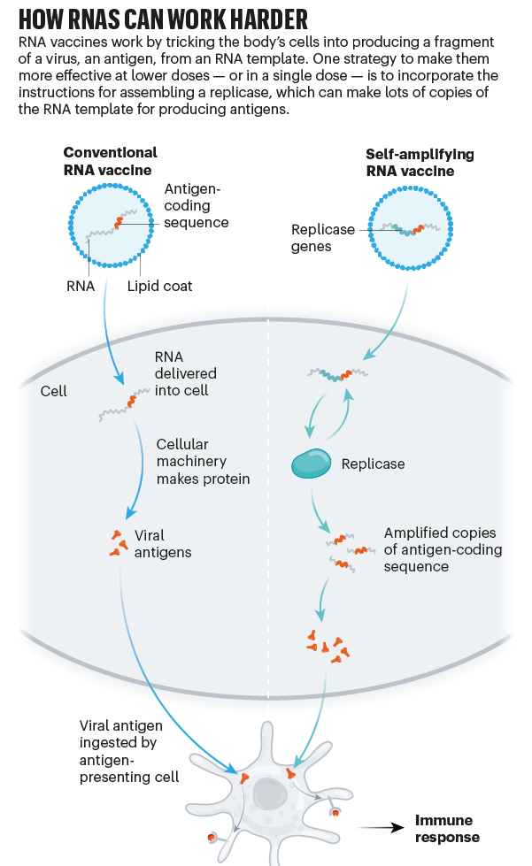 mRNA纳米药物全景解读：最新进展、挑战，临床转化及未来方向的图10