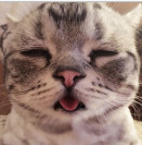 如果你把邻居家的猫搞怀孕了,应该怎么办啊?