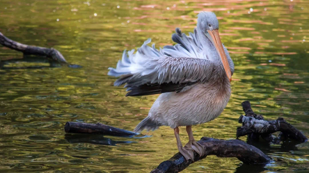 济南野生动物园小河马满满的双十一大礼699元门票钜惠来袭
