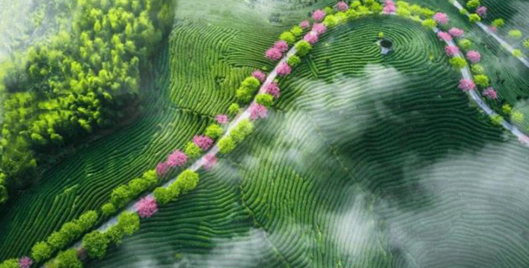 打响"海峡客家""大陆阿里山"农业品牌,着力深化龙台农业领域交流合作