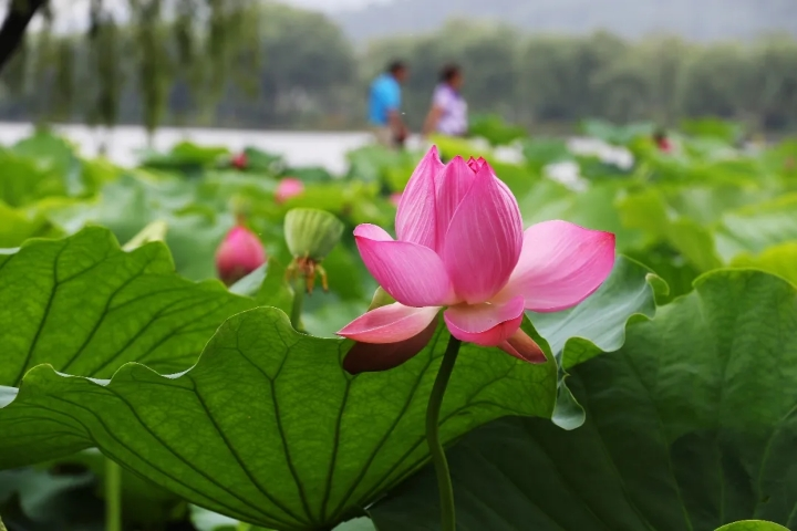 蘇州又上熱搜！對全球宣布1元遊園林！ 旅遊 第15張