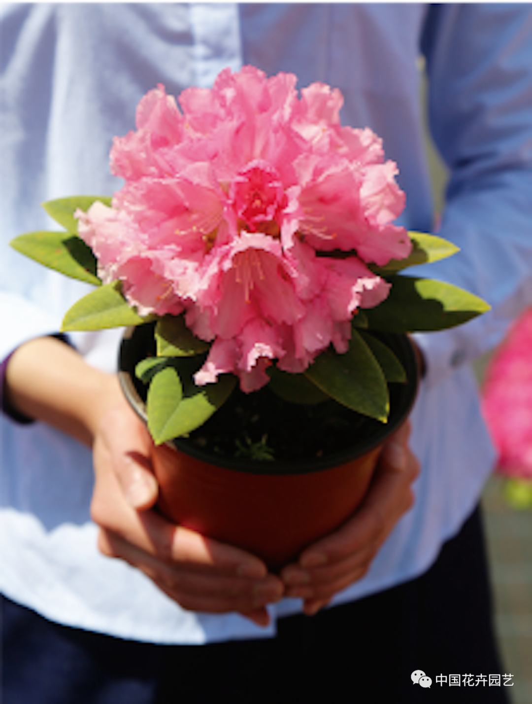 疫情給行業(yè)帶來(lái)的挑戰(zhàn) | “云上花展”專題