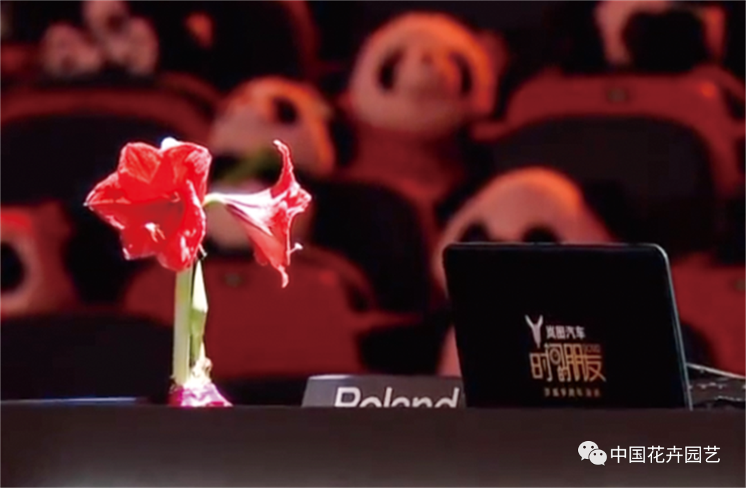 红蜡片怎么使用说说网红礼物——蜡封朱顶红 ｜ “花·礼”专题_https://www.jmylbn.com_新闻资讯_第7张