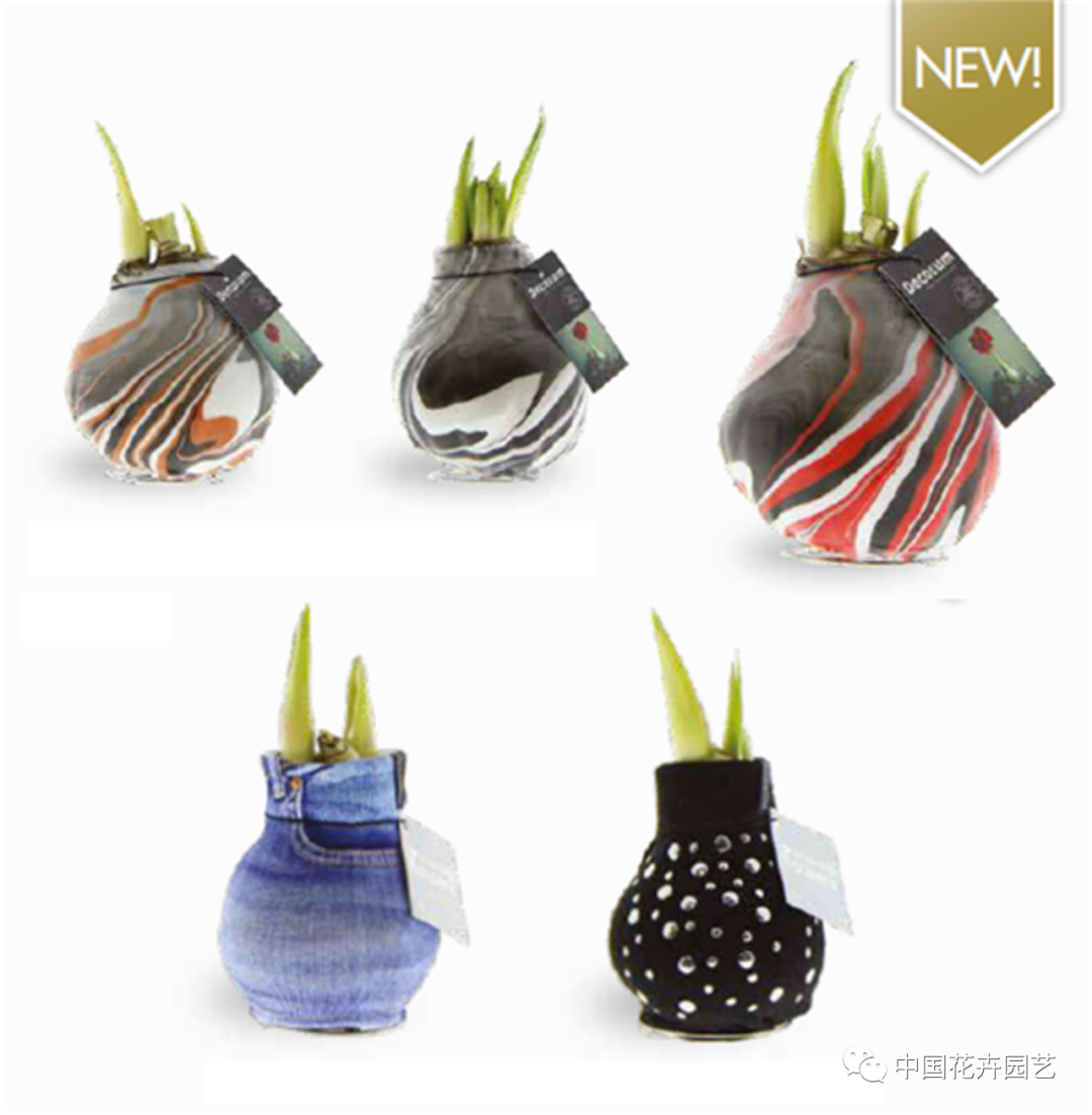 红蜡片怎么使用说说网红礼物——蜡封朱顶红 ｜ “花·礼”专题_https://www.jmylbn.com_新闻资讯_第8张