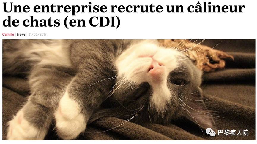 , 爱撸猫可以签CDI，走！一起去应聘吗？, My Crazy Paris