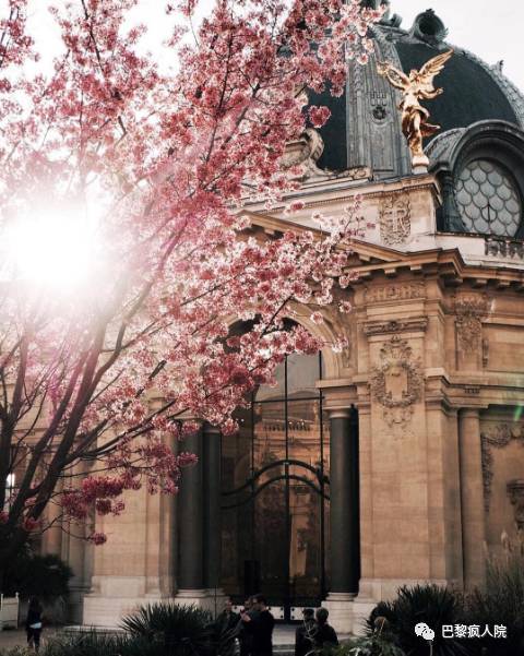 , 硝烟过后，樱花绽放，巴黎，你还是这么的美&#8230;., My Crazy Paris
