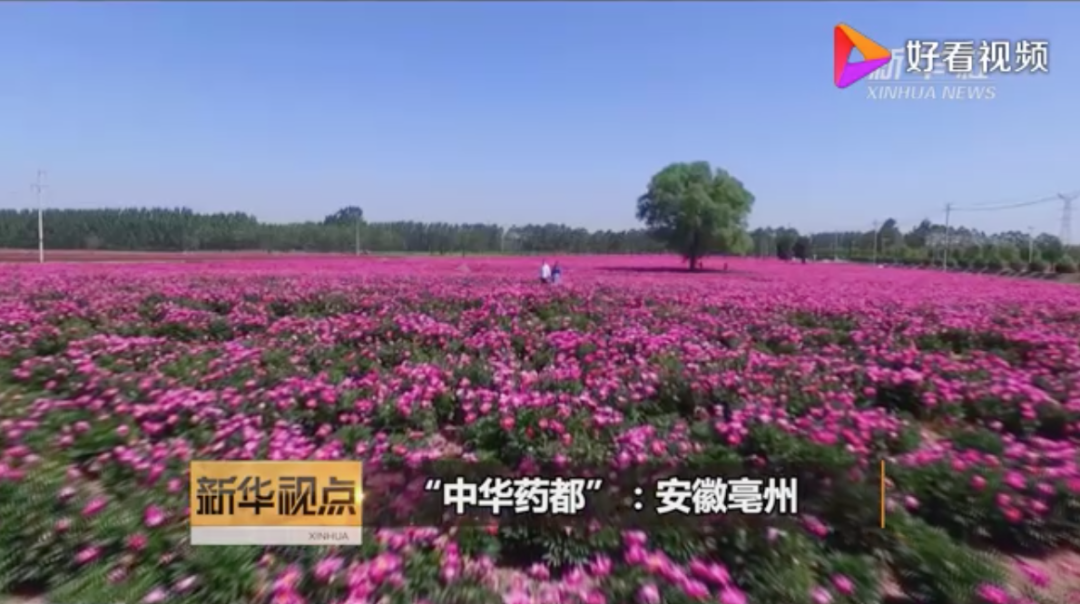 如果你浮肿虚胖、失眠乏力、油腻长痘、手脚冰凉...快泡我、泡我——紫苏泡脚包,浙江中医药大学X真不二联合研制,养生大法搞起来! 如果你浮肿虚胖、失眠乏力、油腻长痘、手脚冰凉...快泡我、泡我——紫苏泡脚包,浙江中医药大学X真不二联合研制,养生大法搞起来!