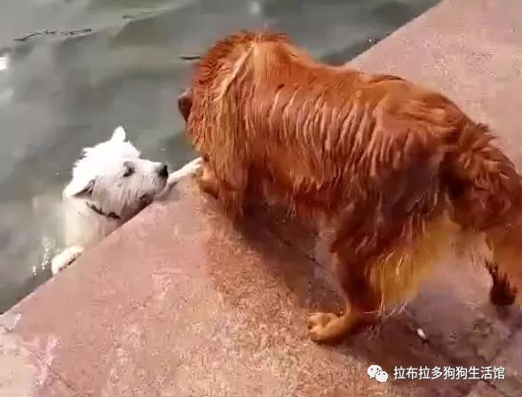 萨摩不慎脱落了水里，不停扑腾，结果金毛直接就