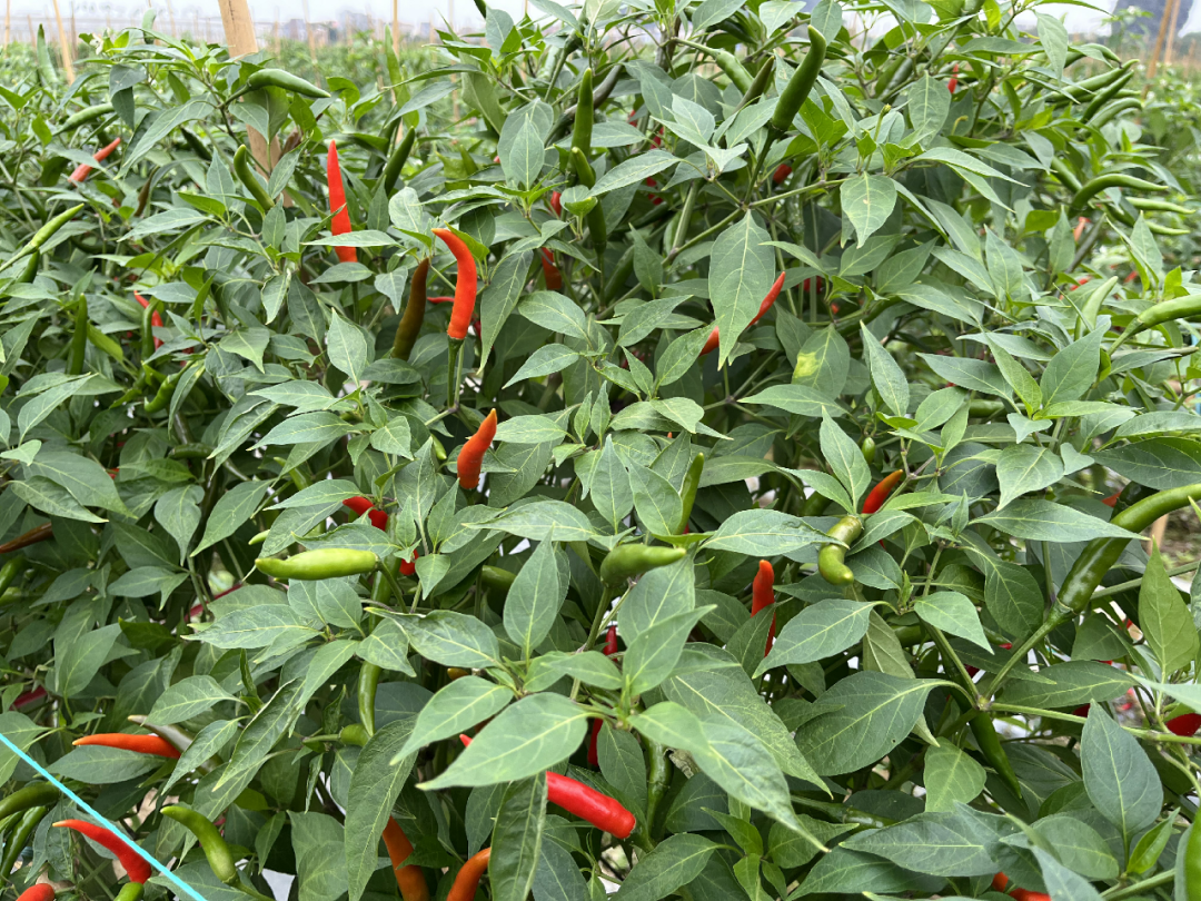 【乡村振兴】小米椒迎丰收 "红火"日子有盼头 肇房