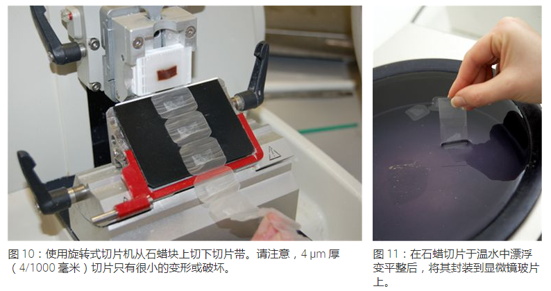显微包有哪些Leica徕卡显微镜--标本制备简介_https://www.jmylbn.com_新闻资讯_第9张