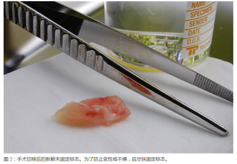 显微包有哪些Leica徕卡显微镜--标本制备简介_https://www.jmylbn.com_新闻资讯_第2张