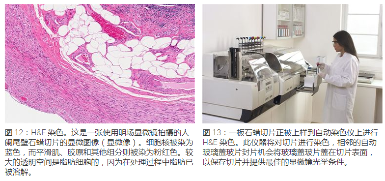 显微包有哪些Leica徕卡显微镜--标本制备简介_https://www.jmylbn.com_新闻资讯_第10张
