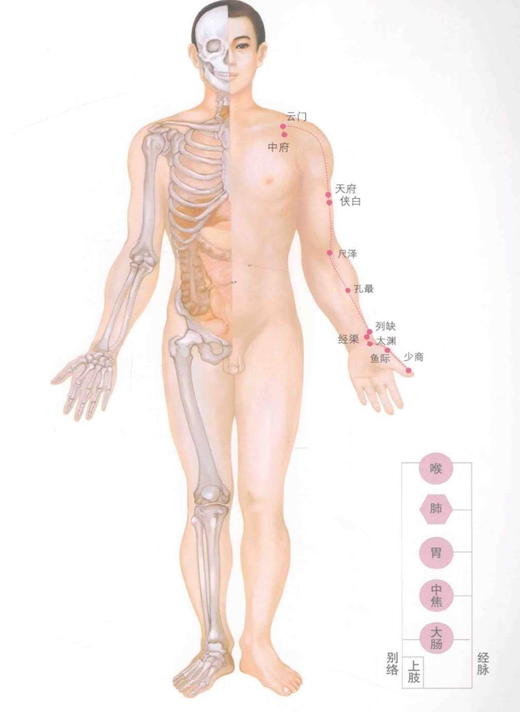 古法经络|十四经路穴位图谱，速记十四经络，值得收藏！