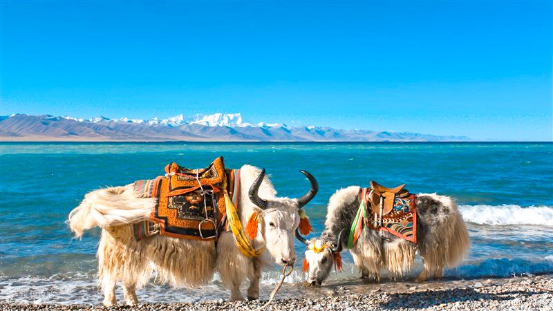西藏圓夢之旅，川藏線10+青藏線16天 旅遊 第52張