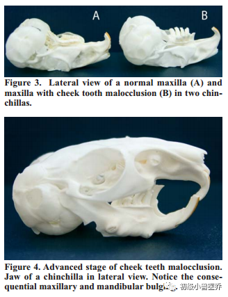 牙科骨凿怎么用龙猫的牙科病理学_https://www.jmylbn.com_新闻资讯_第4张