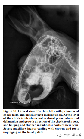 牙科骨凿怎么用龙猫的牙科病理学_https://www.jmylbn.com_新闻资讯_第11张
