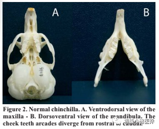 牙科骨凿怎么用龙猫的牙科病理学_https://www.jmylbn.com_新闻资讯_第3张